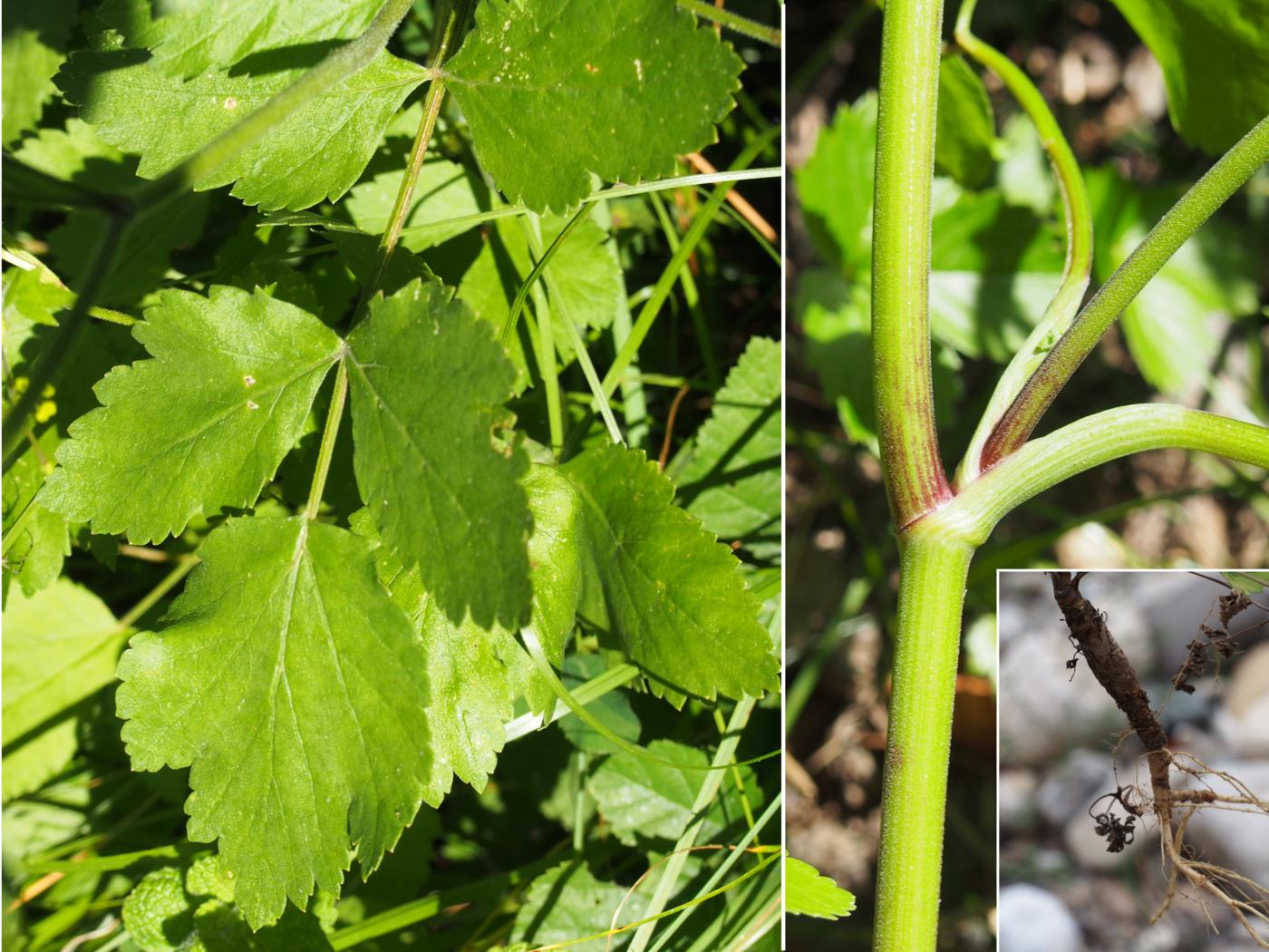 Parsnip, Wild leaf